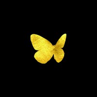 MENELAUS BUTTERFLY
